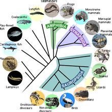 現(xiàn)代生物進化理論_360百科